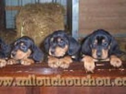 bebes_chien_courant_slovaque_20211129_1931858582
